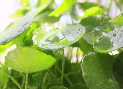 金钱莲可以水养吗 植物说