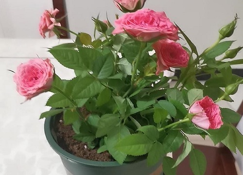 盆栽玫瑰花好养吗 养殖方法和养护要点