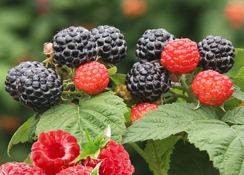 树莓好养吗 养殖方法和养护要点