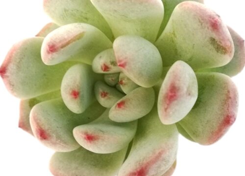 雪爪多肉家庭养法