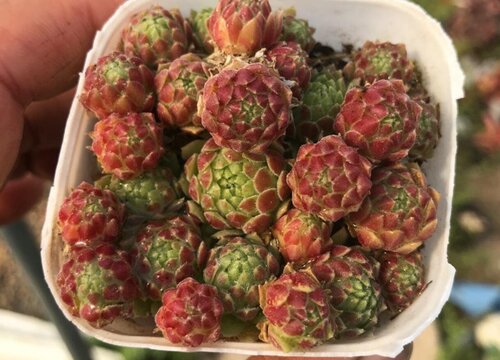 草莓卷娟多肉怎么养殖方法