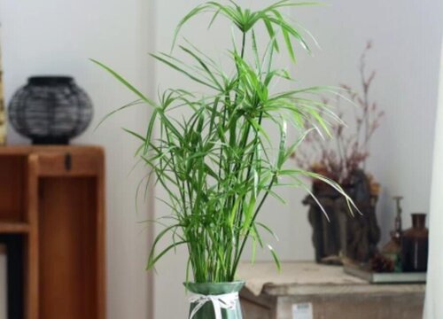 水竹怎么养殖长得好