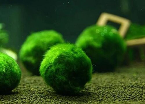 绿藻球怎么养才会炸毛