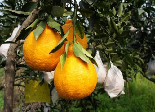 柑橘哪里产的最好吃