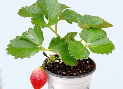 草莓怎么养殖长得好