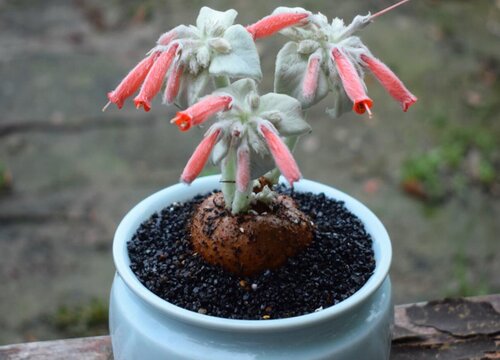 断崖女王怎么养殖方法