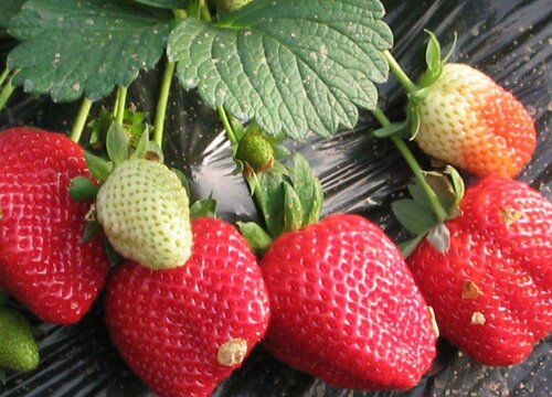 草莓喜水吗 属于喜水植物吗