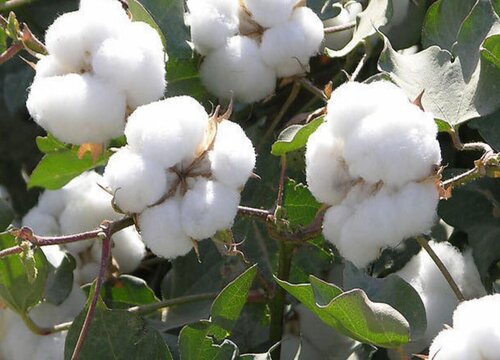 棉花几月份种植合适