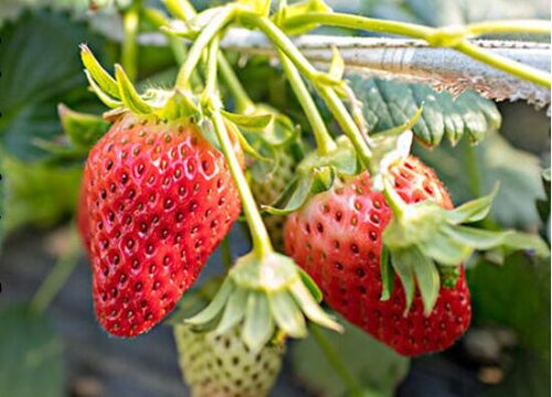 草莓几月份种植合适