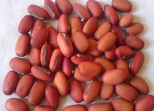 红刀豆种子可以吃吗