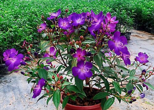 巴西紫牡丹怎么养殖方法