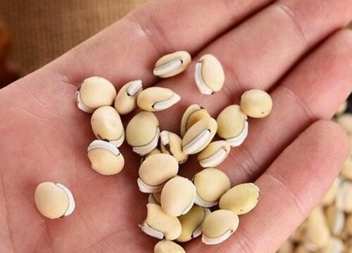 扁豆种子可以吃吗