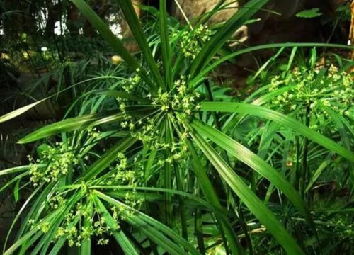 棕竹怎么养殖长得好