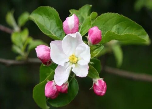 苹果树开花时能浇水吗