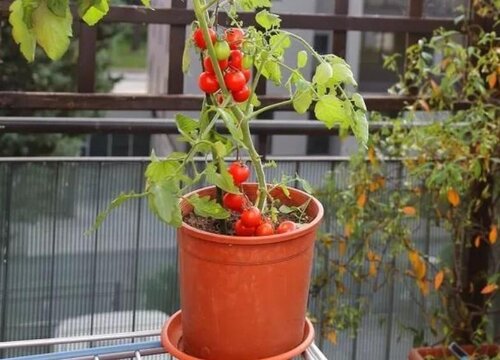 西红柿开花时能浇水吗