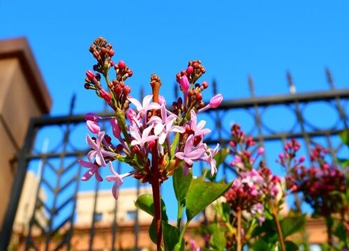 丁香花味道好闻吗