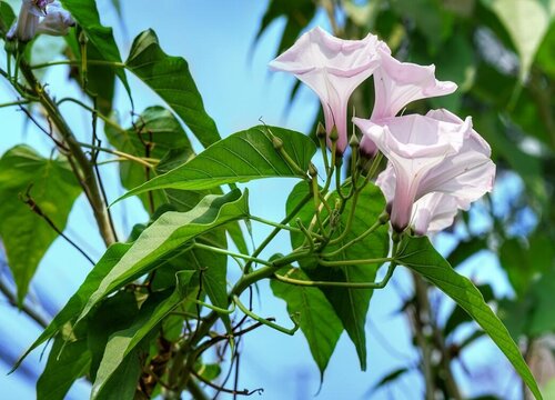 牵牛花有毒吗 能在家里养吗