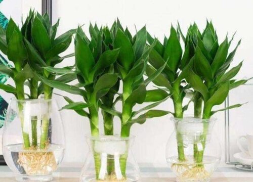 绿竹怎么养护才能更旺盛
