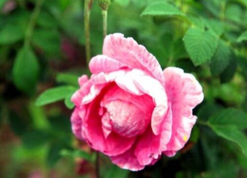 四季玫瑰怎么养殖方法