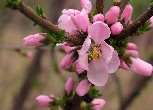樱桃树开花时能浇水吗