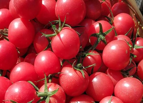 小番茄几月份种植合适