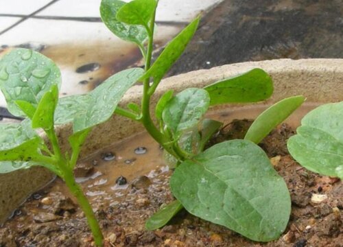 木耳菜几月份种植合适