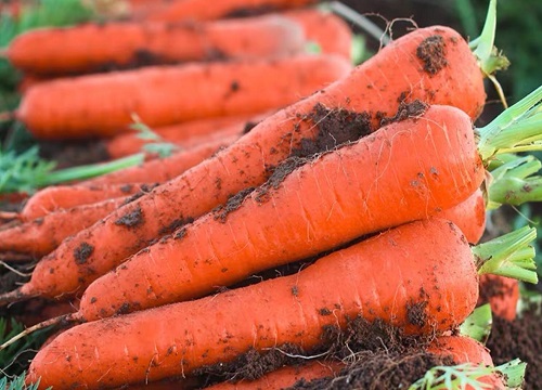 胡萝卜生长环境条件及特点