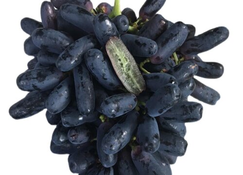 蓝宝石葡萄几月份种植合适
