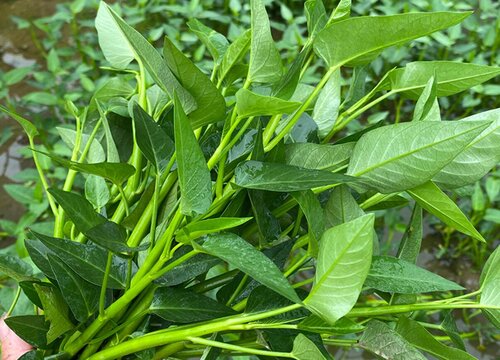 竹叶菜几月份种植合适