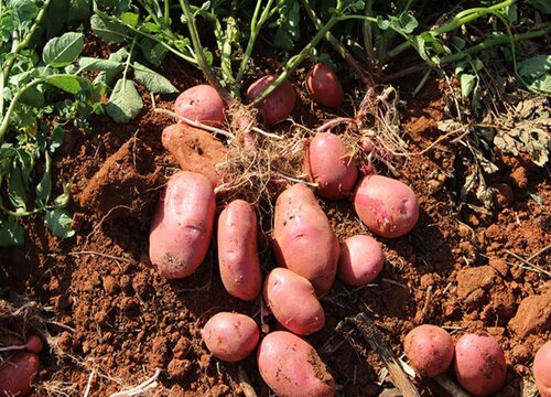 吉林省土豆几月份种植合适