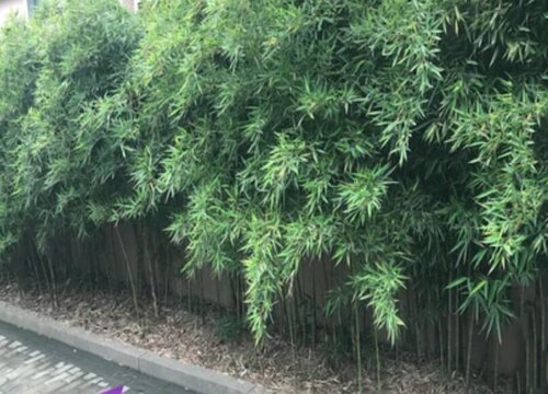 竹子生长环境条件及特点