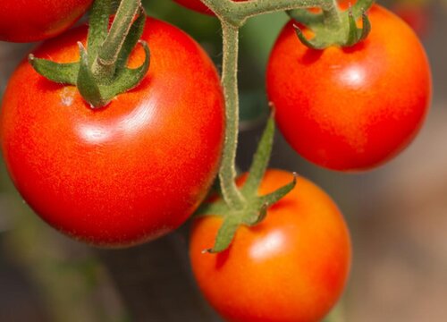 大棚西红柿几月份种植合适