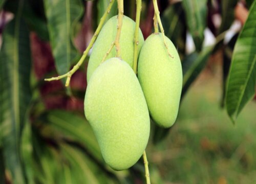 芒果生长环境条件及特点