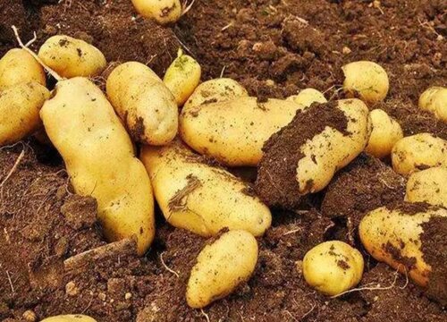 土豆生长环境条件及特点