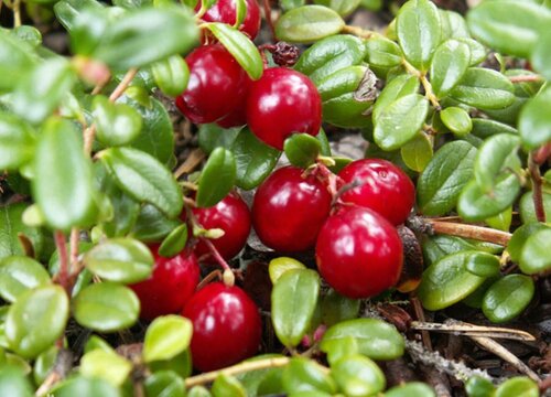 蔓越莓生长环境条件及特点