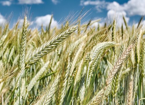 小麦生长环境条件及特点