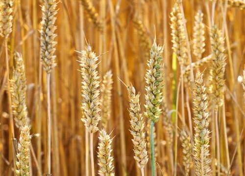 小麦生长环境条件及特点 植物说