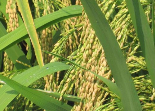 水稻生长环境条件及特点