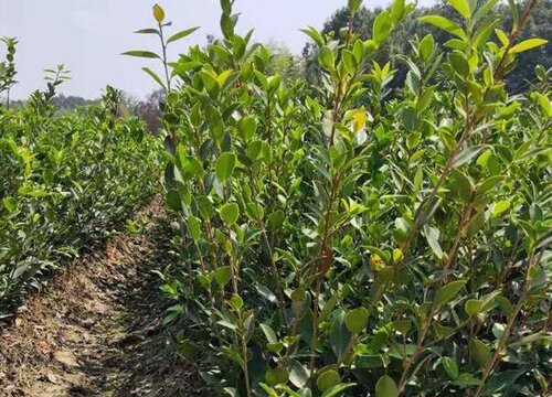 茶树几月份种植合适