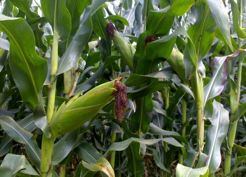 春玉米几月份种植合适