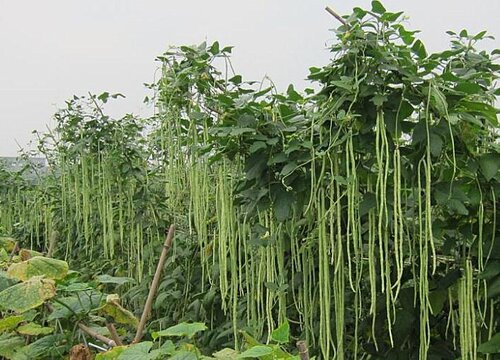 长豇豆几月份种植合适