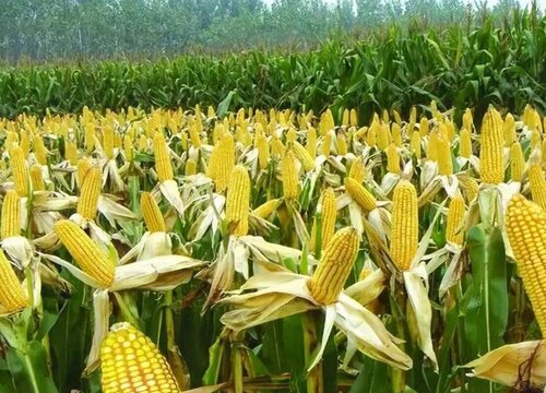 玉米生长环境条件及特点