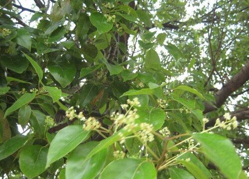 香樟树生长环境条件及特点