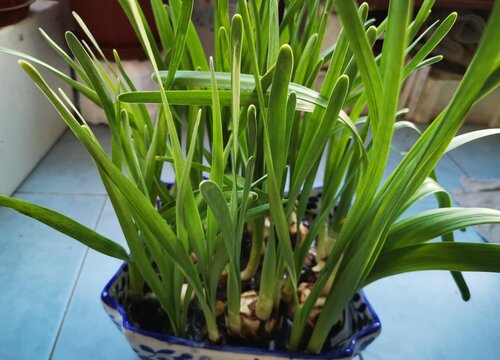 水仙花怎么养才开花 植物说