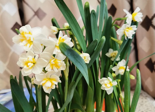 水仙花怎么养才开花 植物说