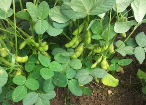 早黄豆几月份种植合适
