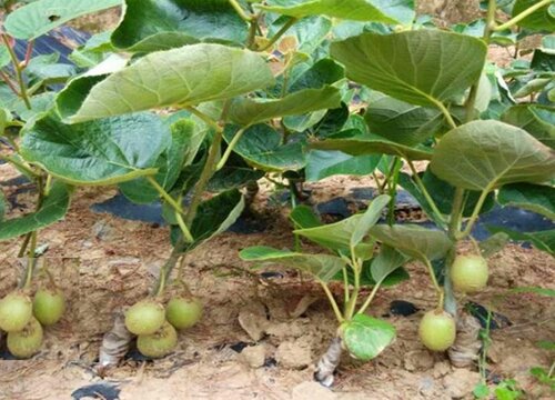 猕猴桃几月份种植合适