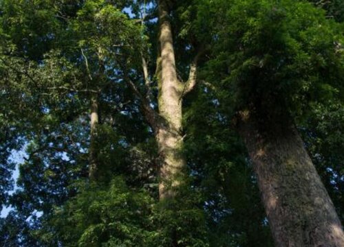 金丝楠木生长环境条件及特点