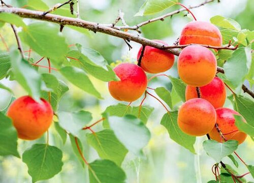 桃树生长环境条件及特点