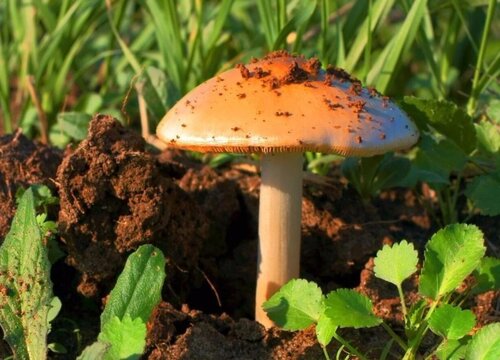 蘑菇生长环境条件及特点